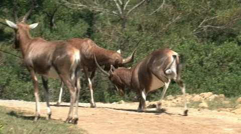 Common reedbuck fighting Stock Footage