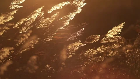 Common reeds blowing in a sunset wind Stock Footage 321884903