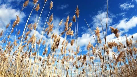 Common Reeds (Phragmites) Blowing in the Wind 動画素材 167145364