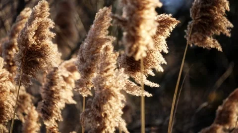 Common reeds swaing in the wind. Stock Footage 330498319