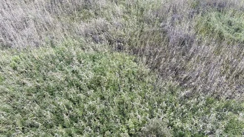 Common reeds in the wind Stock Footage 250238473
