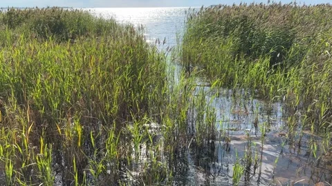 Common reeds in the wind Stock-Footage 281634855