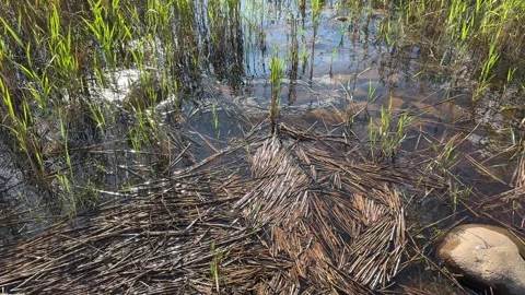 Common reeds in the wind Stock-Footage 281635077