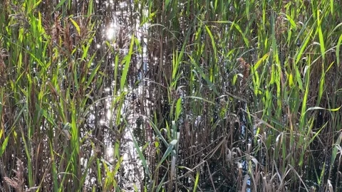 Common reeds in the wind Stock-Footage 281635104