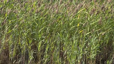 Common reeds in the wind Stock-Footage 281635256