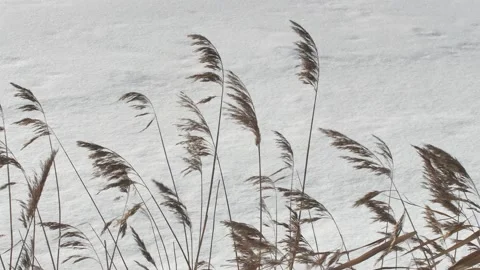 Common reeds in winter Stock-Footage 171216020