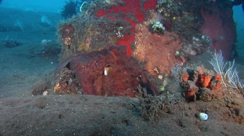 Common reef octopus hunting on black sand slope and muck, Octopus cyanea, HD, Stock Footage 62242834