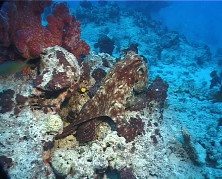 Common reef octopus hunting at dusk, Octopus cyanea, UP9807 Stock Footage 62073671