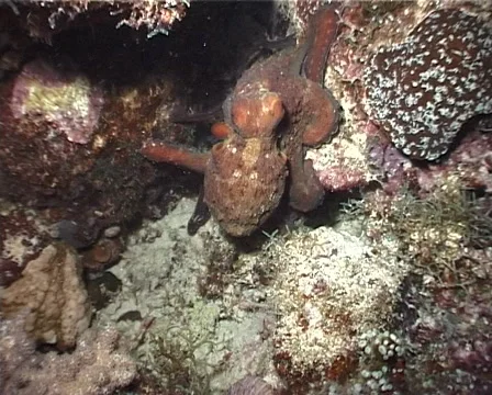 Common reef octopus hunting at night, Octopus cyanea, UP3434 Stock Footage 61954086