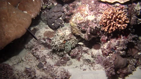 Common reef octopus hunting at night, Octopus cyanea, HD, UP20151 Stock Footage 62244779