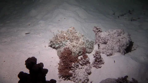 Common reef octopus hunting at night, Octopus cyanea, HD, UP20157 Stock Footage 62244818