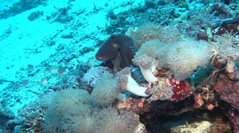 Common reef octopus hunting, Octopus cyanea, HD, UP18342 Stock Footage 38276399