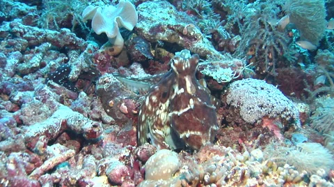 Common reef octopus hunting, Octopus cyanea, HD, UP18327 Stock Footage 62219277