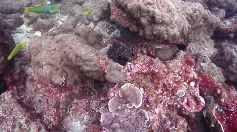 Common reef octopus hunting, Octopus cyanea, HD, UP20534 Stock Footage 62249321