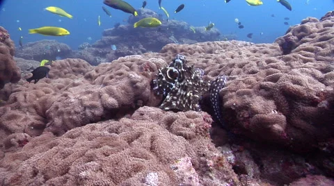 Common reef octopus hunting, Octopus cyanea, HD, UP20540 Stock Footage 62249364