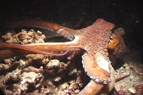 Common reef octopus at night, Octopus cyanea, UP7592 Stock Footage 62070850