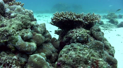 Common reef octopus (Octopus cyanea) coming out of hole 스톡 동영상 6844785