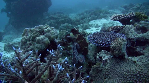 Common reef octopus (Octopus cyanea) hugging or cleaning itself 2 Stock Footage 6848275