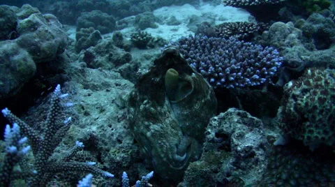 Common reef octopus (Octopus cyanea) hugging or cleaning itself 3 스톡 동영상 6849276