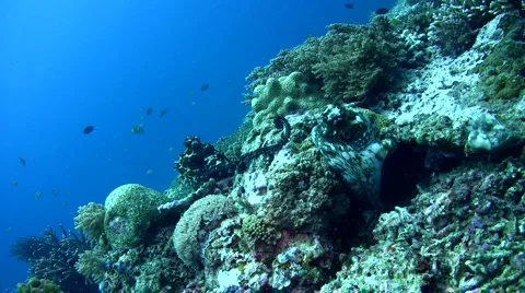 Common reef octopus (Octopus cyanea) mating Stock Footage 6849496