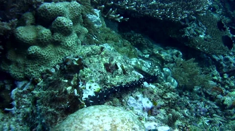 Common reef octopus (Octopus cyanea) mating 2 Stock Footage 6849724