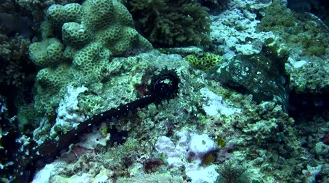 Common reef octopus (Octopus cyanea) mating 3 Video stock 6850284