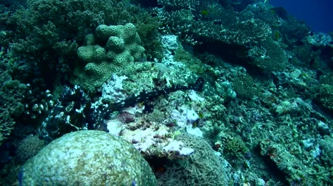 Common reef octopus (Octopus cyanea) mating 4 Stock Footage 6850646