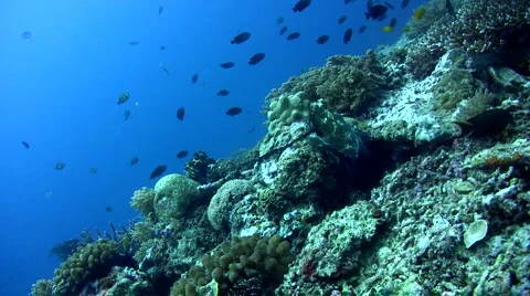 Common reef octopus (Octopus cyanea) mating 5 Stock Footage 6851259