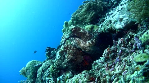 Common reef octopus (Octopus cyanea) mating 6 Stock Footage 6851429