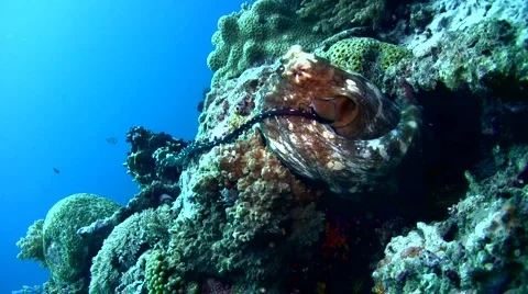 Common reef octopus (Octopus cyanea) mating 7 Stock Footage 6851615