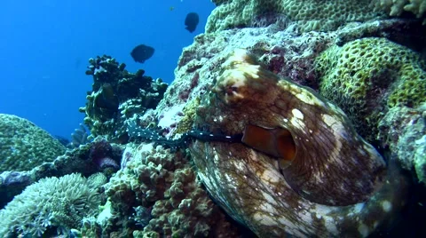 Common reef octopus (Octopus cyanea) mating 8 Stock Footage 6851843