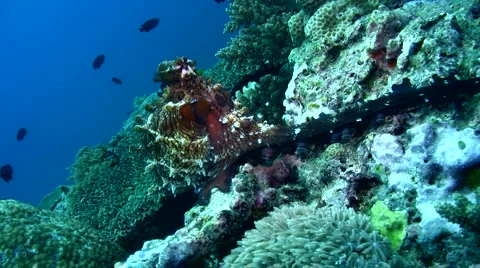 Common reef octopus (Octopus cyanea) mating 9 Stock Footage 6852300