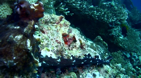 Common reef octopus (Octopus cyanea) mating 10 Stock Footage 6852480