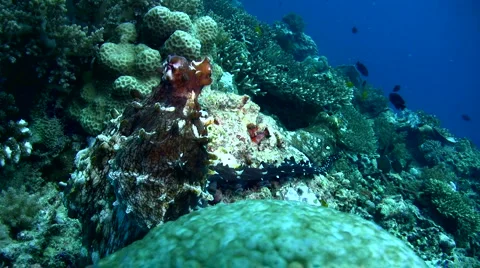 Common reef octopus (Octopus cyanea) mating 11 Stock Footage 6852675