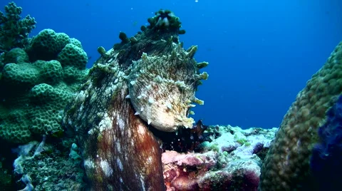 Common reef octopus (Octopus cyanea) changing color and shape Stock Footage 6852911