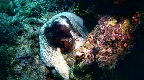 Common reef octopus (Octopus cyanea) changing color and shape 2 Stock Footage 6853343