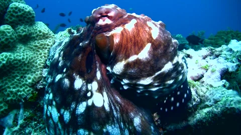 Common reef octopus (Octopus cyanea) changing color and shape 3 Stock Footage 6853934