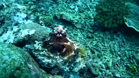 Common reef octopus (Octopus cyanea) changing color and shape 4 動画素材 6854537