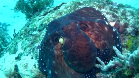 Common reef octopus (Octopus cyanea) changing color and shape 5 動画素材 6855179