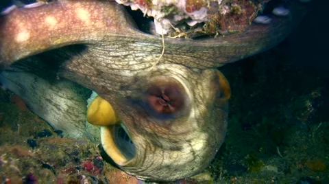 Common reef octopus (Octopus cyanea) changing color and shape 6 Stock Footage 6855453