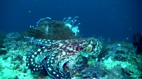 Common reef octopus (Octopus cyanea) swimming Stock Footage 6856068