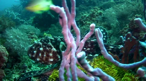 Common reef octopus (Octopus cyanea) chased by damselfish Stock Footage 6856563