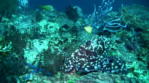 Common reef octopus (Octopus cyanea) chased by damselfish 2 Video stock 6857424
