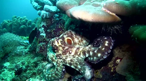 Common reef octopus (Octopus cyanea) crawling Stock Footage 6858391