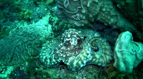Common reef octopus (Octopus cyanea) close up Stock Footage 6858830
