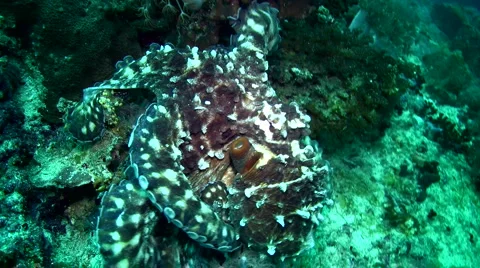 Common reef octopus (Octopus cyanea) crawling 2 Stock Footage 6859198