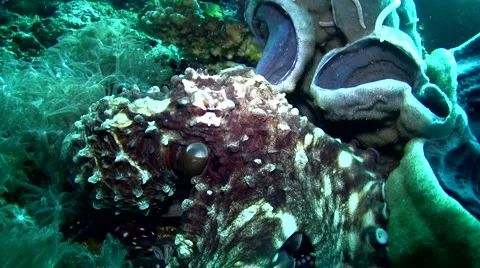 Common reef octopus (Octopus cyanea) crawling 4 Stock Footage 6860527