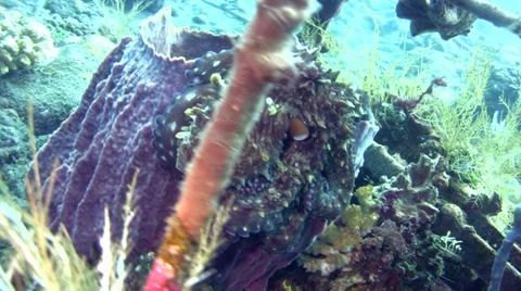Common reef octopus (Octopus cyanea) changing color and shape 스톡 동영상 34412861