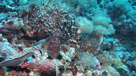 Common reef octopus, Octopus cyanea, HD, UP18343 Stock Footage 62219348