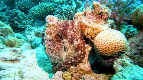 Common reef Red Sea octopus hiding on tropical coral reef Stock-Footage 302474018